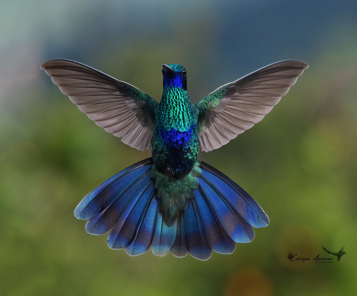 AHummingbirds's tweet photo. Comparto con ustedes otra de mis fotografías favoritas, también para recordarles que aún tengo disponibles rompecabezas de 1020 piezas, disculpen lo mucho que fastidio con eso, pero es mi trabajo y de ello vivo jejeje.
Feliz Domingo ☺️ https://t.co/HylMeOZia6