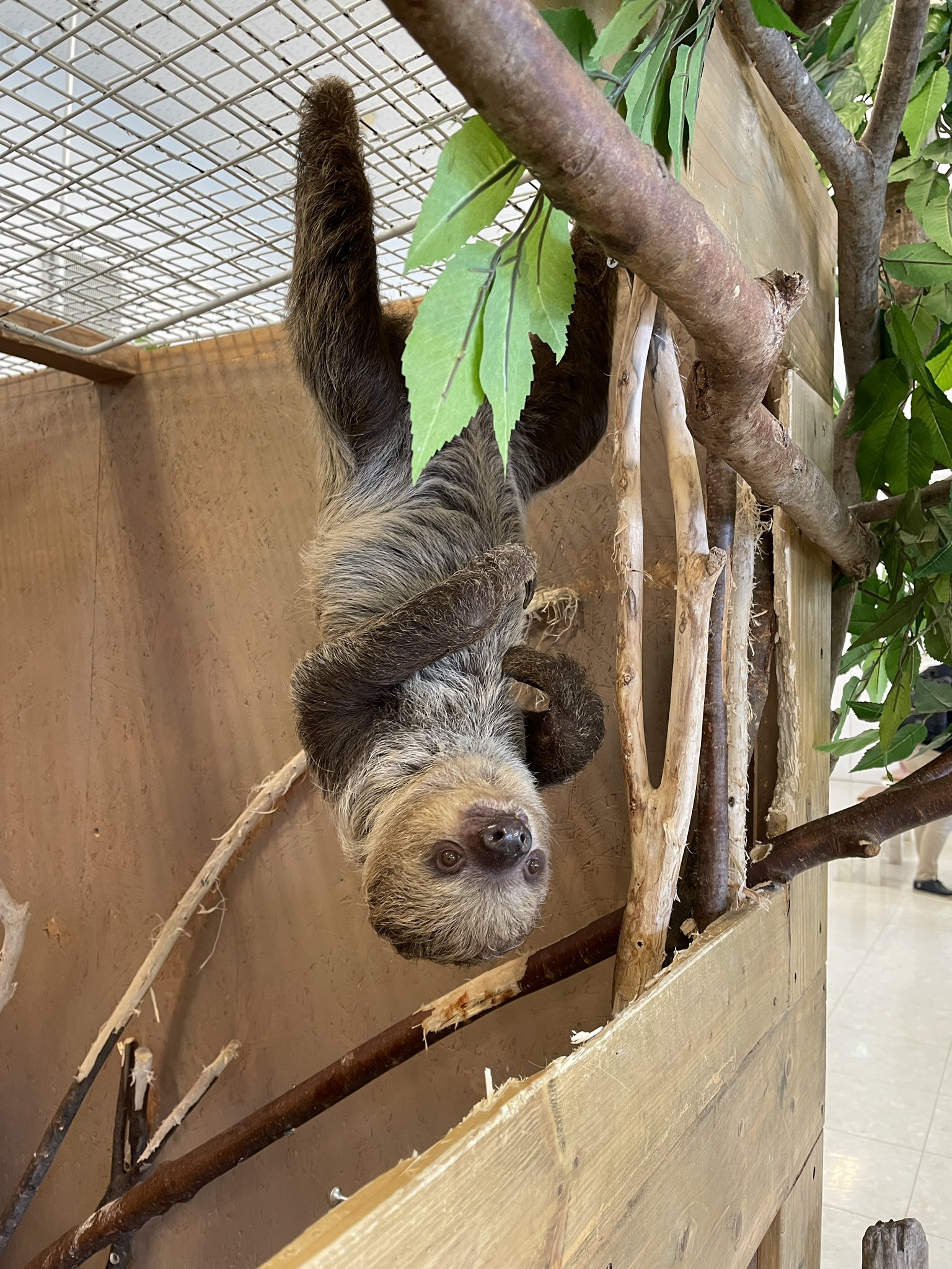 柴犬ロッキー Shibakenrocky Twitter