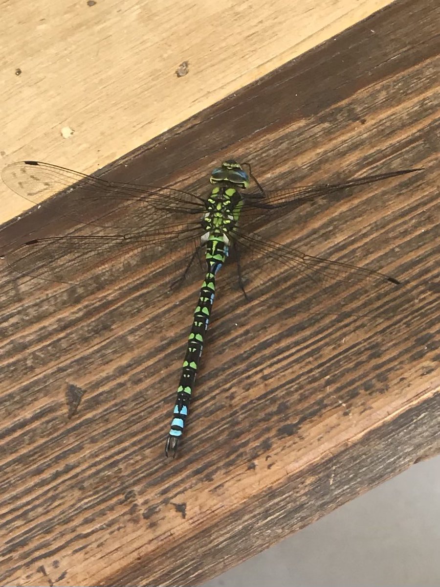 AshBelur's tweet image. #insects #flyingobjects

Anyone know what this is??