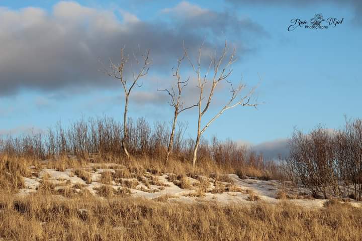 rosie_musser's tweet photo. Let's explore Ludington Michigan. โค
#rosiegirlphotography #NaturePhotography #Michigan #ludingtonmichigan @PureMichigan #beaches #michiganstateparks https://t.co/IRnX2jSxP6