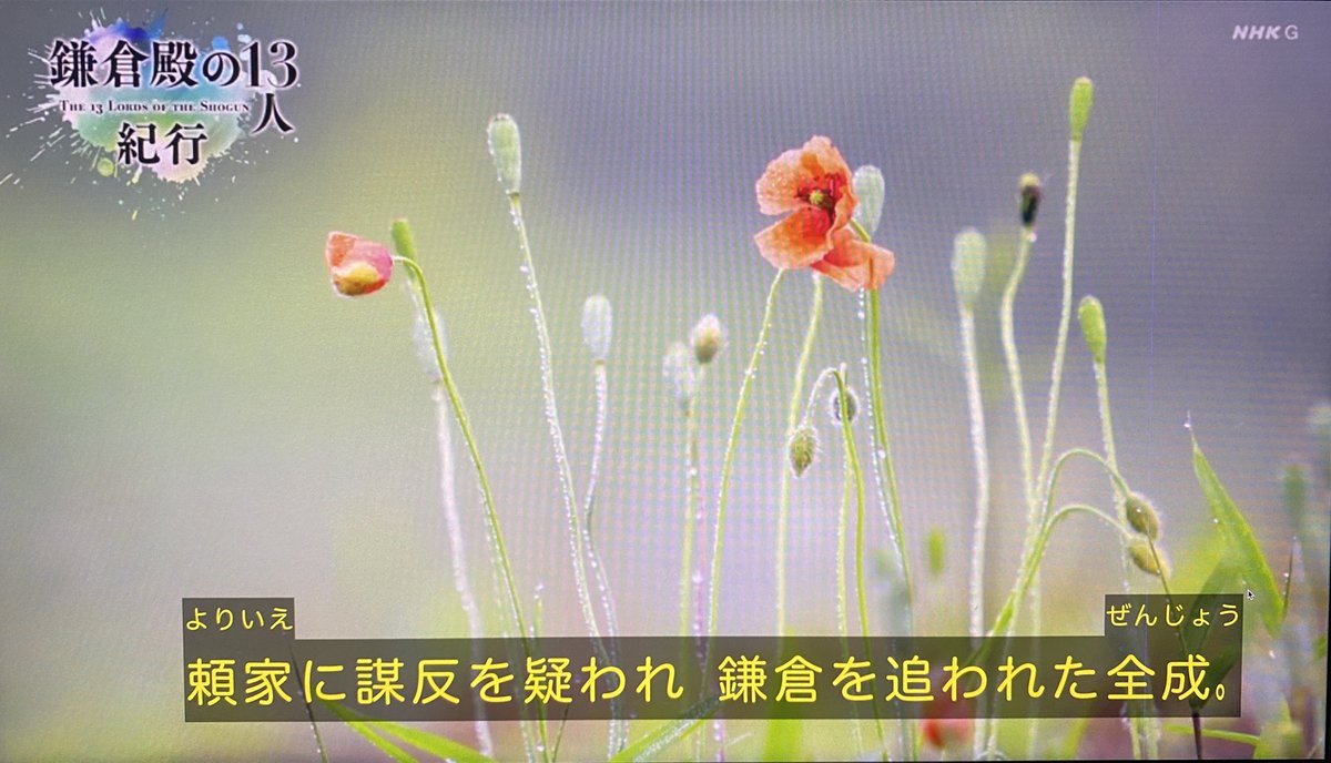 鎌倉殿 ちょっと待てー 阿野全成を偲ぶ みたいなノリで出てきたこの花 実は最近広まったやばいやつです Togetter