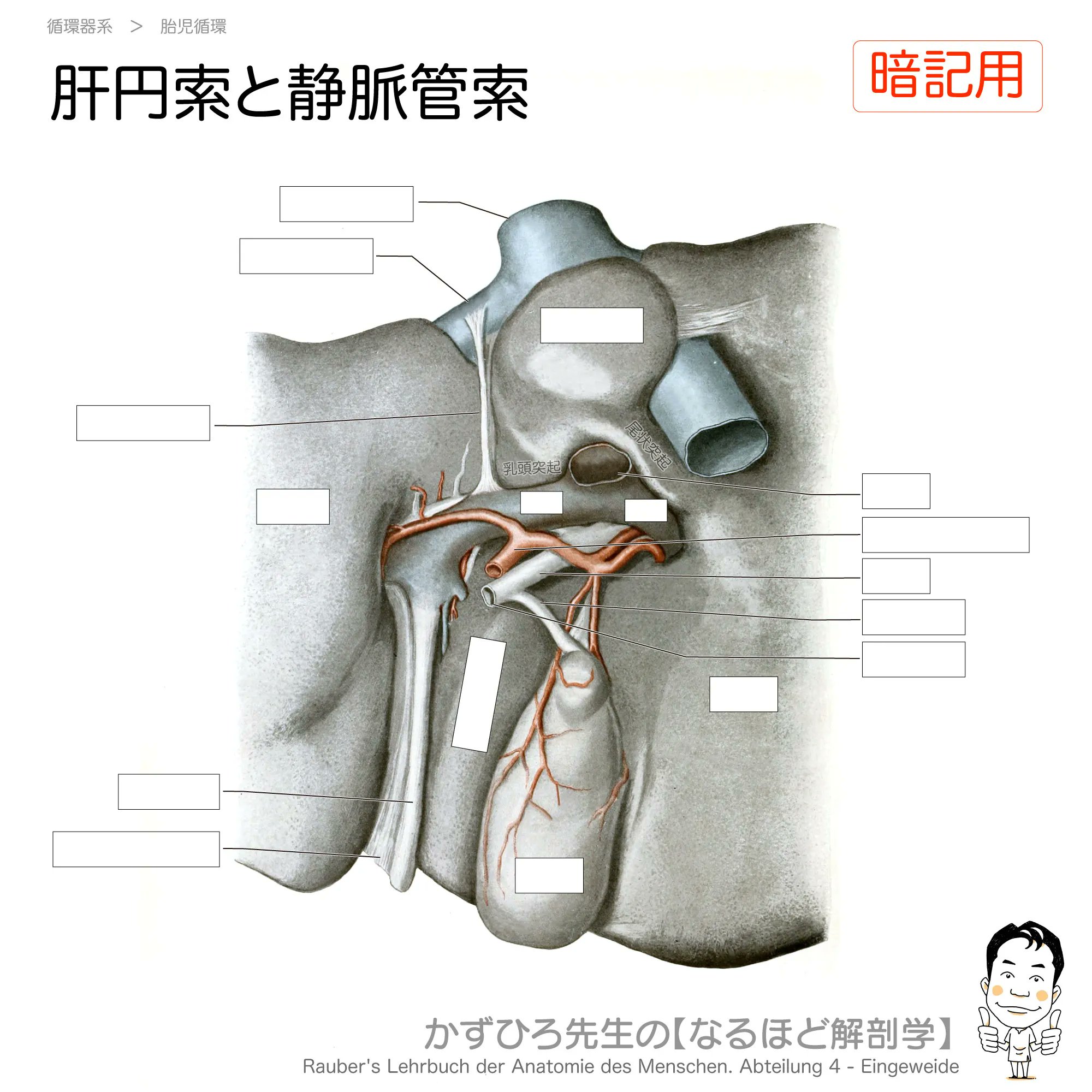 新版 岡嶋解剖学 岡嶋解剖学 - メルカリ