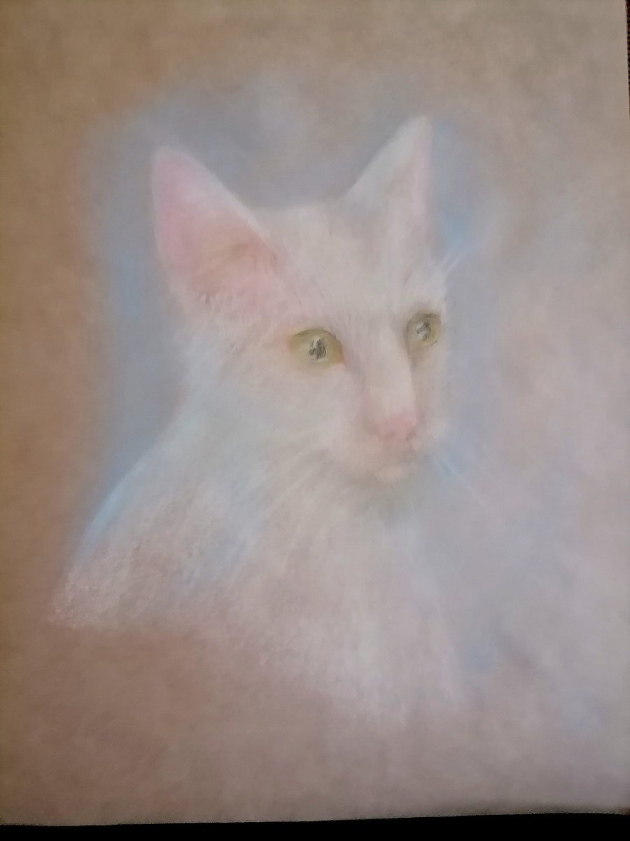 White cat #pastel, #sketch