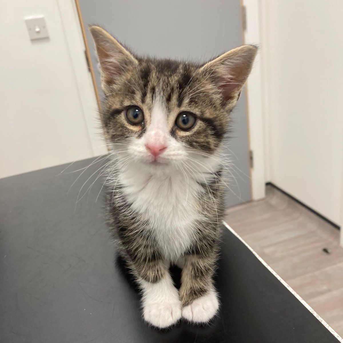 This is Eddie, a gorgeous 12 week old kitten 😻

We visited our Mickleover branch for his flea and worm treatment and weighed a teeny tiny 820g! It's safe to say he was very popular with our nurses!

#ScarsdaleVets #vet #cat #kitten