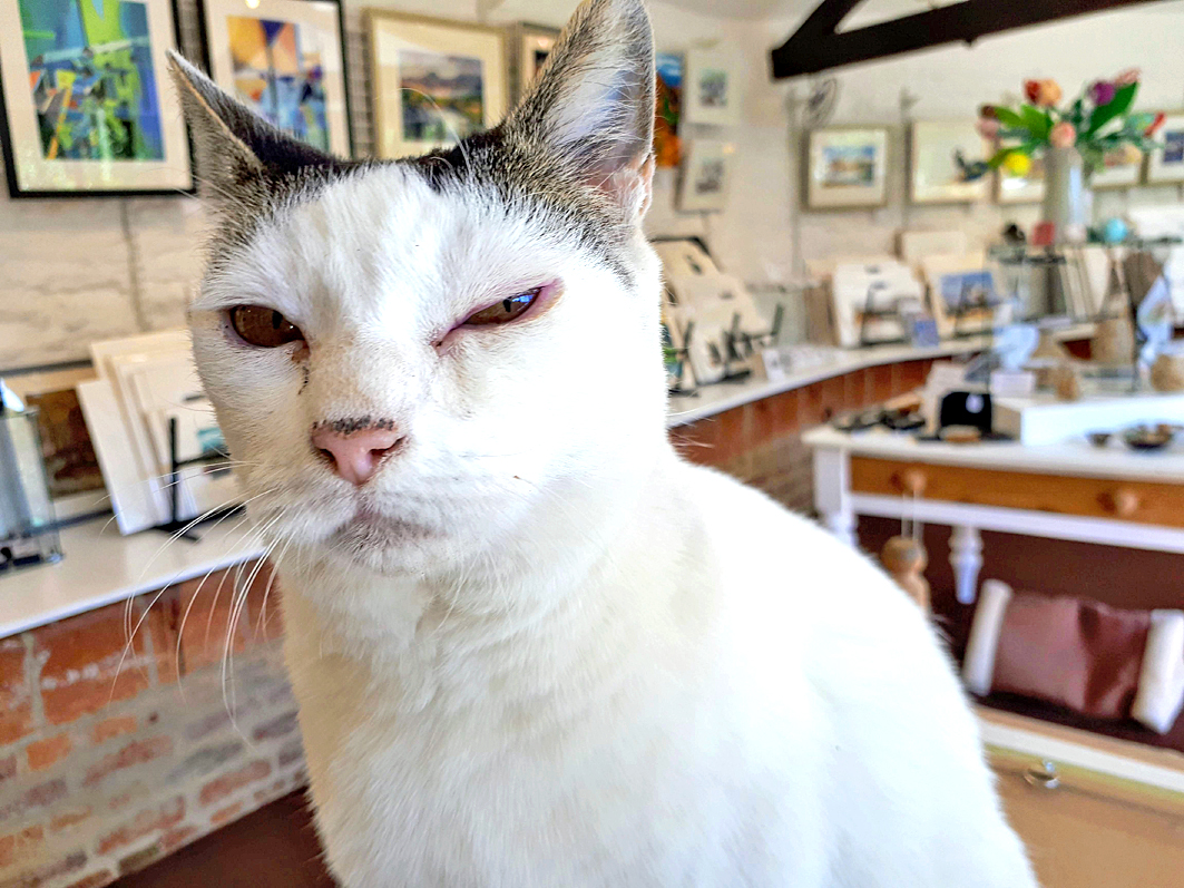 It has been a quiet morning in the gallery, so Bounty decided she would help me with some picture framing. It was going well until she found playing with the hanging cord was much more fun, but even that didn't help me avoid the 'What are we going to do next?' look. #hayrack20