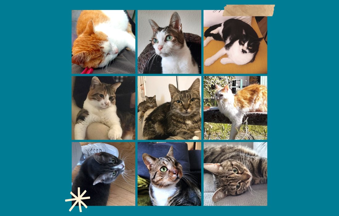 Act4AnimalsEU's tweet photo. Happy #InternationalCatDay from the feline friends of the Eurogroup for Animals team! 🐱 https://t.co/j3T2Vqy94p