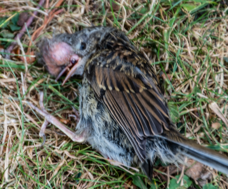 Does anyone know what's wrong with this bird? Seems to have a huge growth over it's top beak. Just sitting in the garden looking miserable :(