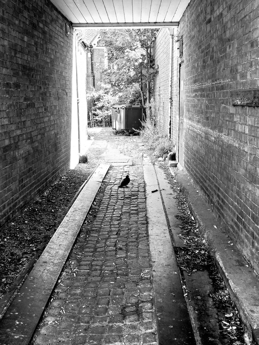 Out in Hitchin
Seeing a smidgeon
Of light and a pigeon.