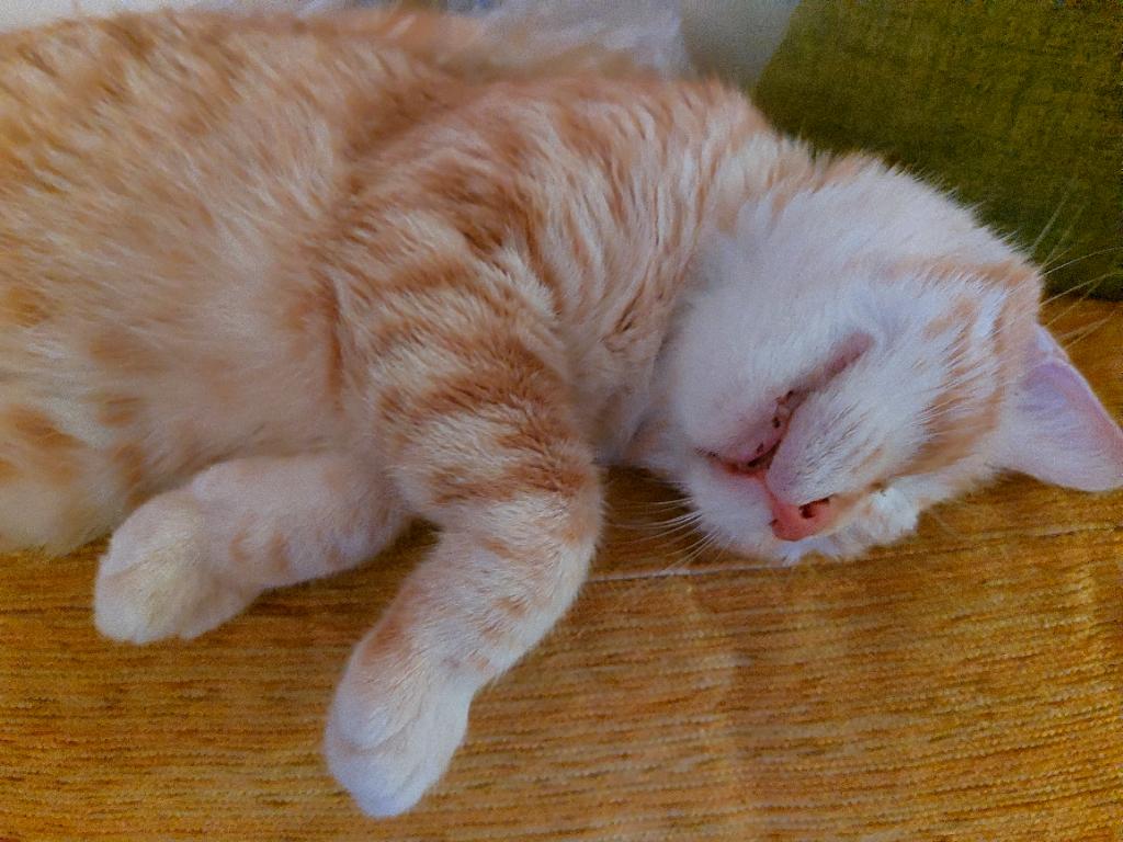 AmparoFenollar1's tweet photo. @Flexispot_ES #FlexiSpotES #Flexicats @annaergps @mariajonut mi Yara soñando https://t.co/I9TACdTUp0