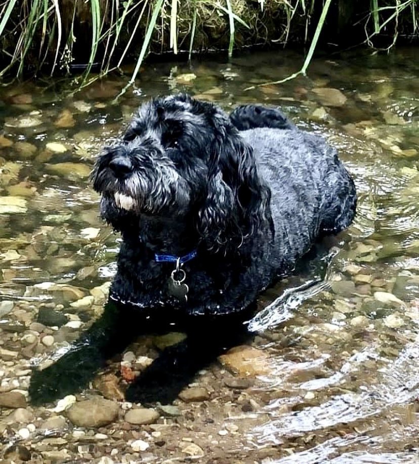 djwskyblu's tweet photo. Pre-match cool down - resplendent in @ManCity collar - for #MCFCCockapoo Miss Mollie Zaba before City take on @WestHam this afternoon 💙🐾🐾💙🌊🌞 https://t.co/z2iBCxaDr0