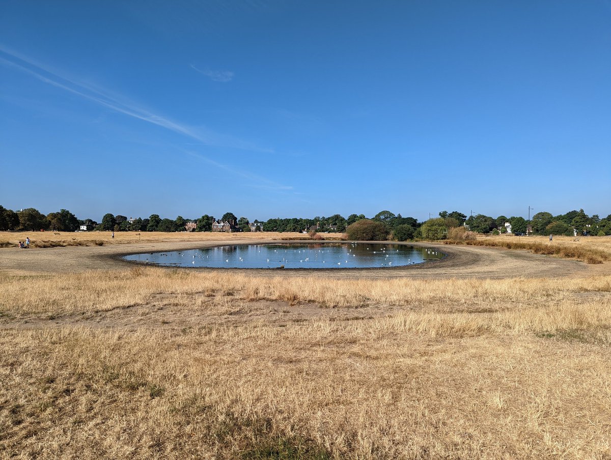 Wow. Wimbledon ponds close to the village is now Wimbledon puddle. This must have a negative impact on wildlife.