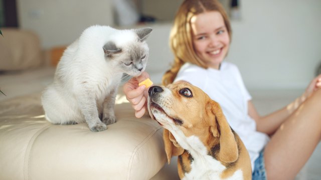 romypetscom's tweet image. Weekend Offers 10% off all Dog &amp;amp; Cat Treats - eepurl.com/h8icDr