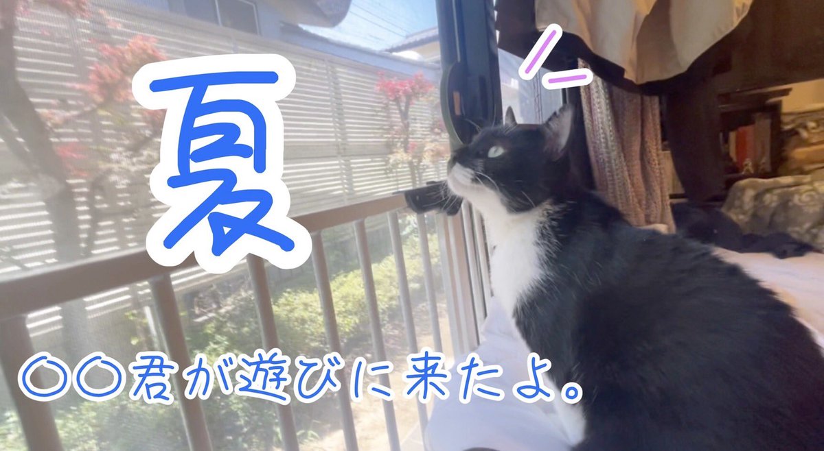 夏になると家に遊びに来る蝉を見つけた猫の反応が面白かった件

youtu.be/MN5Igtv9k_g

#夏
#蝉
#猫の反応
#遊びに来る
