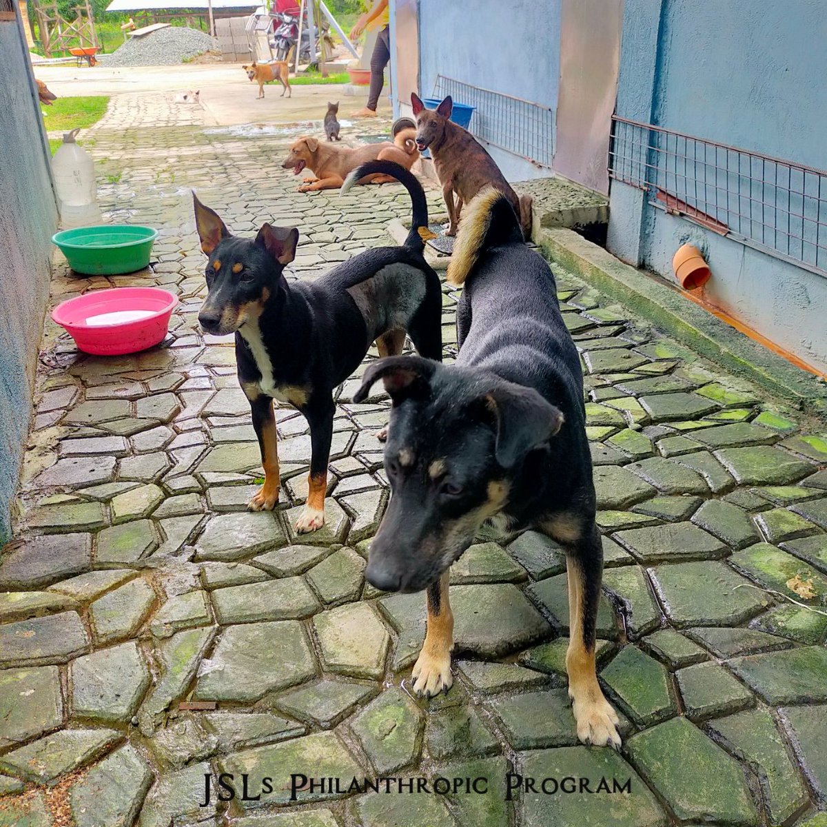 jslsprogram's tweet image. #JSLsMag9thficentAnniFURsary 🐾
Say hi to the doggos! 

Pagdating namin sa shelter kahapon, sinalubong agad kami ng mga aso. Sobrang friendly nila at halatang sanay sa aso. Pero wala masyadong pusa sa labas kasi nasa loob ng bahay nila, hindi na kami pumasok. 
#JSLsProgramProofs