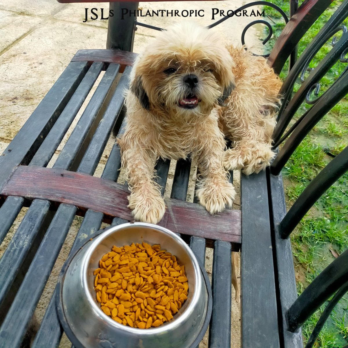 jslsprogram's tweet image. #JSLsMag9thficentAnniFURsary 🐾
Say hi to the doggos! 

Pagdating namin sa shelter kahapon, sinalubong agad kami ng mga aso. Sobrang friendly nila at halatang sanay sa aso. Pero wala masyadong pusa sa labas kasi nasa loob ng bahay nila, hindi na kami pumasok. 
#JSLsProgramProofs