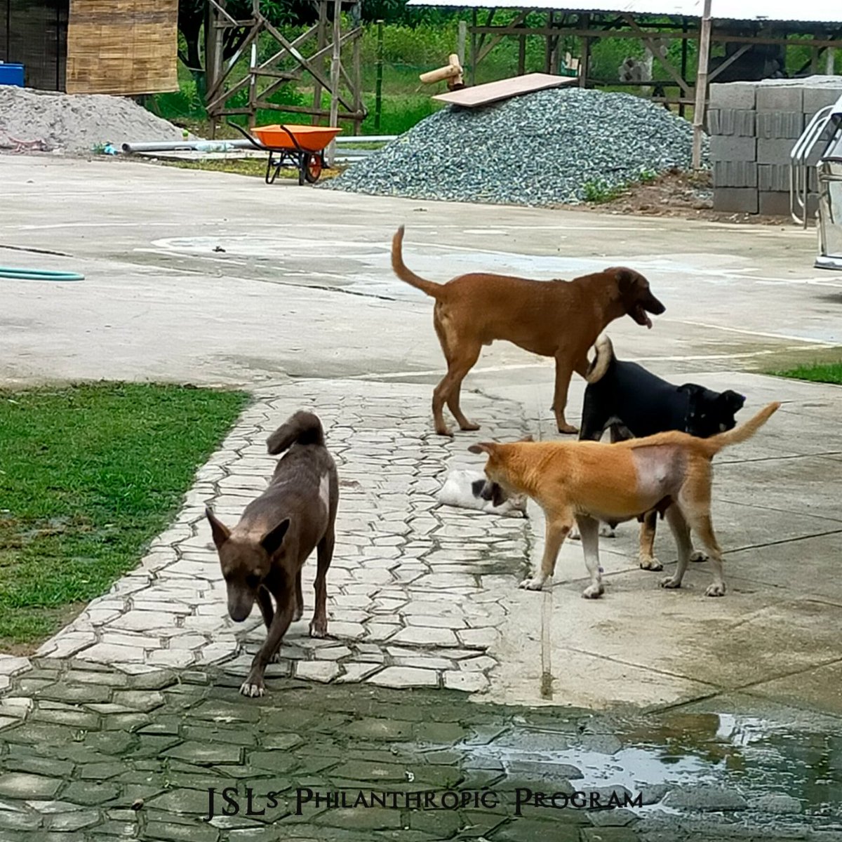 jslsprogram's tweet image. #JSLsMag9thficentAnniFURsary 🐾
Say hi to the doggos! 

Pagdating namin sa shelter kahapon, sinalubong agad kami ng mga aso. Sobrang friendly nila at halatang sanay sa aso. Pero wala masyadong pusa sa labas kasi nasa loob ng bahay nila, hindi na kami pumasok. 
#JSLsProgramProofs