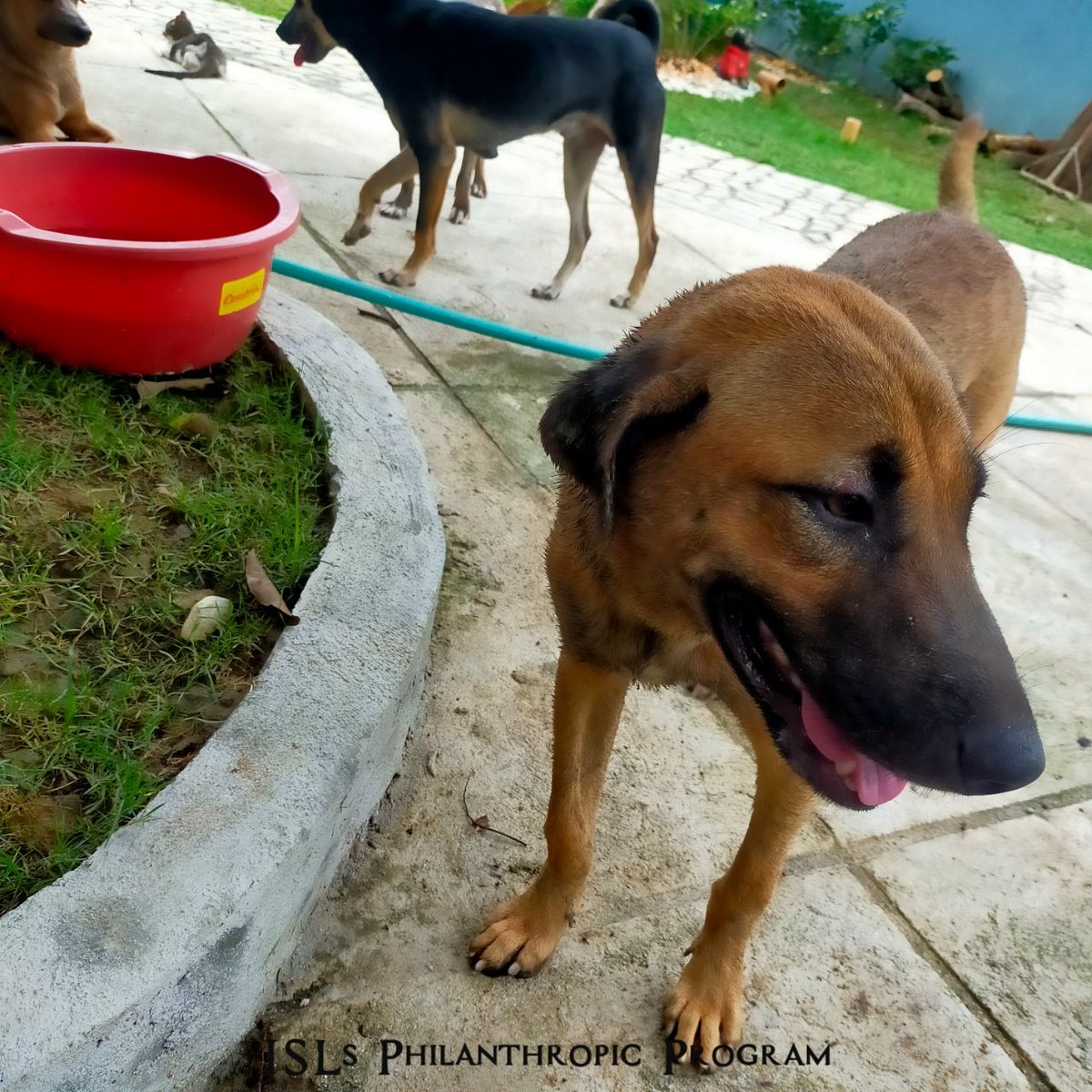 jslsprogram's tweet image. #JSLsMag9thficentAnniFURsary 🐾
Say hi to the doggos! 

Pagdating namin sa shelter kahapon, sinalubong agad kami ng mga aso. Sobrang friendly nila at halatang sanay sa aso. Pero wala masyadong pusa sa labas kasi nasa loob ng bahay nila, hindi na kami pumasok. 
#JSLsProgramProofs