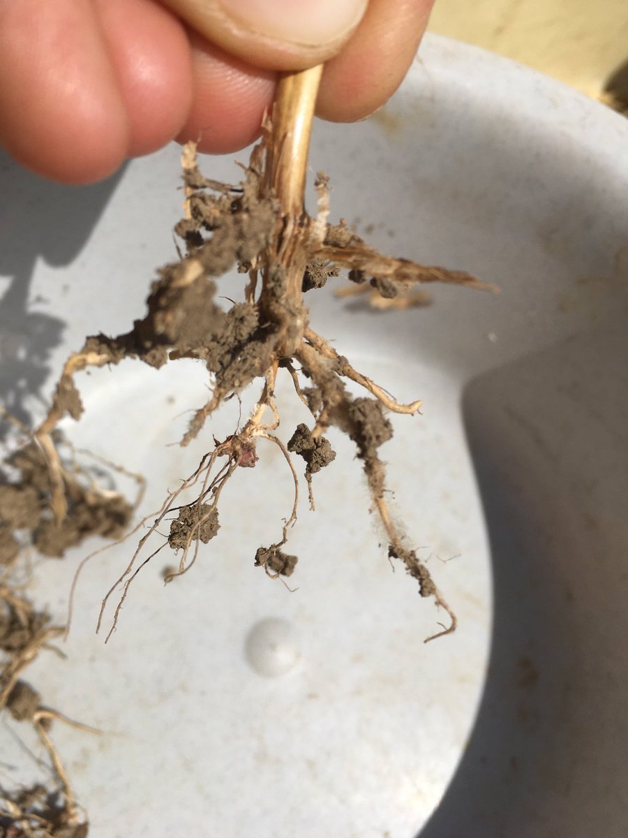 Same cultivar, different soil: Bernstein in Grossnondorf (left) and Changins (right). We will also measure physical and chemical soil parameters and collect climate and weather data to determine potential drivers of root carbon inputs across Europe. <a href="/EJPSOIL/">EJP SOIL</a> #roots #soilhealth