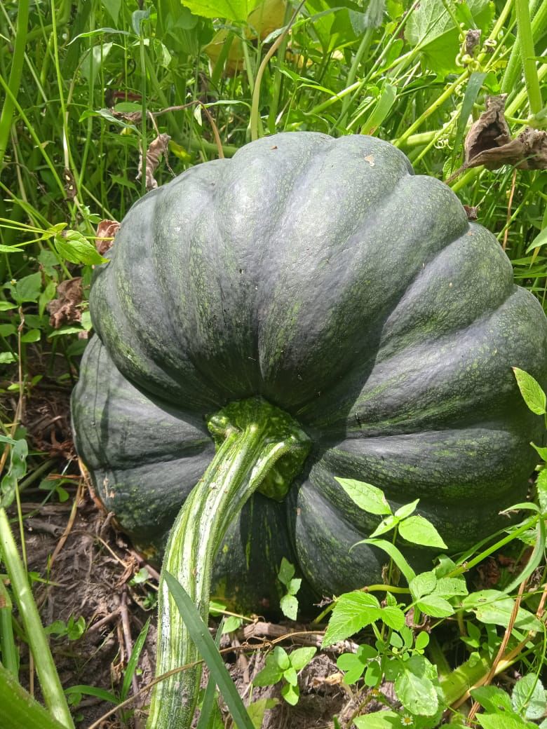 NyagiloMashel's tweet photo. Atleast once every month include this in your diet .
Boil for breakfast.
#PUMPKIN. #MALENGE
#agricultureforhealth @maregust @FarmMagondo @farm_ke @kenaff_farmers @Agrimod_Solns @agri_infohub @_Agripreneur @agriresearcclub https://t.co/j8O70XVJg9