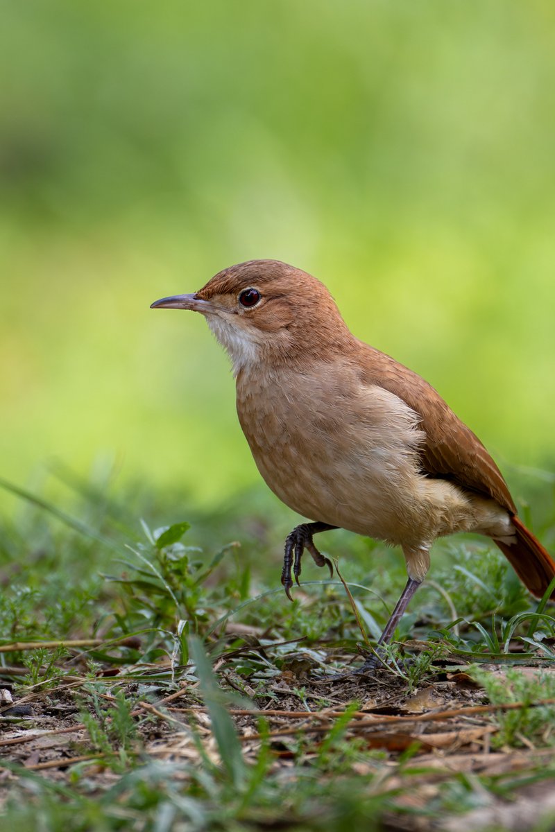 Unas fotos de prueba hace un rato en el Jardín Botánico. Canon R7 + Canon RF 800mm f11. 
 <a href="/nisseiparaguay/">TEN de Nissei 😎</a>