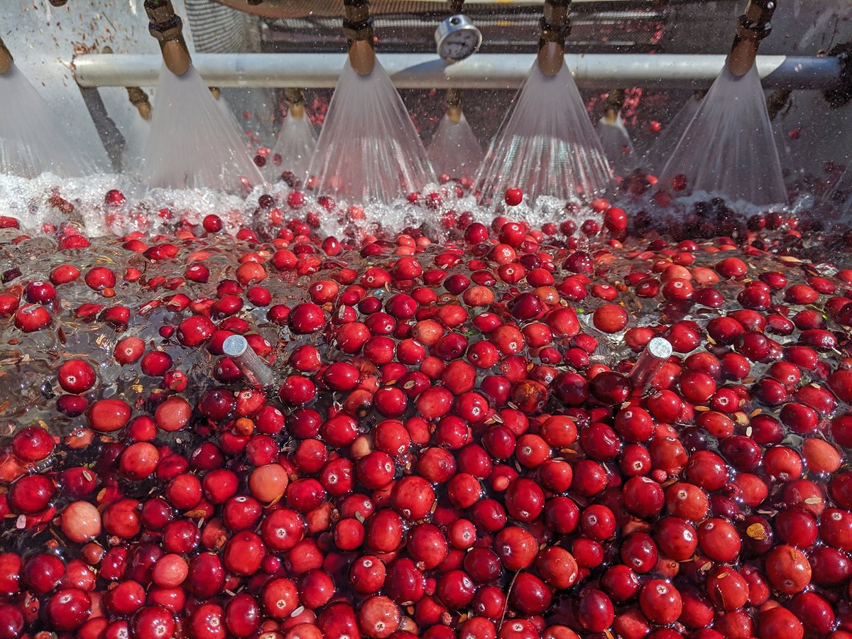 McGrathPR's tweet photo. #Cranberry #farming is embedded in the #history of the #SouthShore. #Massachusetts #Cranberries (via Cape Cod Cranberry Growers' Association .@MassCranberries) and .@plimothpatuxet #Museums have teamed up with the inaugural #CranFest on 11/11 & 12. https://t.co/ExttTSvAMS https://t.co/IAblzRFpjr