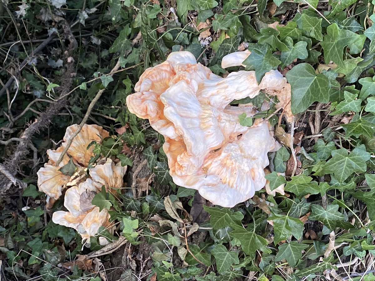 Chicken of the woods Kissing Alley #Hethersett seen on a relaxing evening stroll