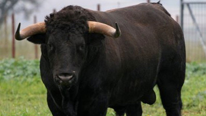 TG24info's tweet image. Paliano – #Escursionista #incornato da un #toro | tg24.info tg24.info/paliano-escurs…