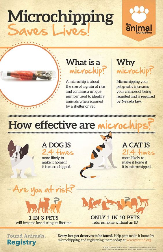 #Microchipping is a safe and effective way of identifying and reuniting a missing pet with its owner.

To learn more about the benefits: bit.ly/2ysRSDg
.
.
.
#Microchip #DogMicrochip #CatMicrochip #PetMicrochip #DogMicrochipping #CatMicrochipping #PetMicrochipping #PetID