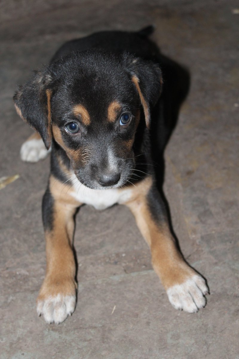 The roar is not what the lion gives, the roar is that someone else roars after seeing your success.