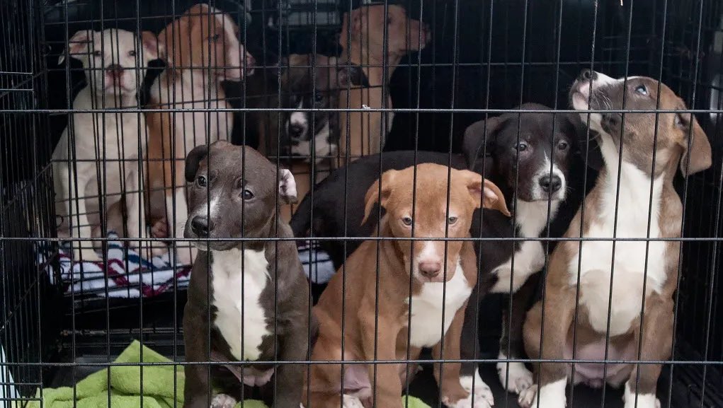 “We’re scared, sleepy & lonely… They took us from mum & shipped us in a van for days. Mum must make more pups now.”

Together we can #StopPuppySmuggling & cross border trade in young vulnerable pups 💪 SIGN: petition.parliament.uk/petitions/6194…

#WheresMum #BanPuppyImports #DontForgetAnimlas