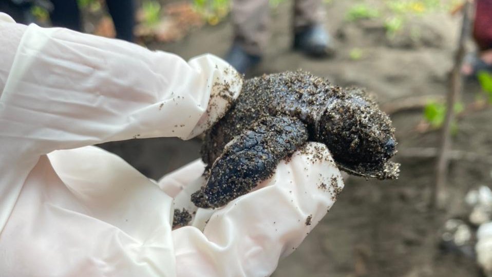 LorraineAnne99's tweet photo. Had an amazing first week in Costa Rica with @conserveturtles for my @MarineVertsMSc  research project fieldwork; carrying out night patrols, tagging green turtles, morning track surveys  &amp; excavating hawksbill nests
(All fieldwork completed with relevant permits and training) https://t.co/kYM20auceA