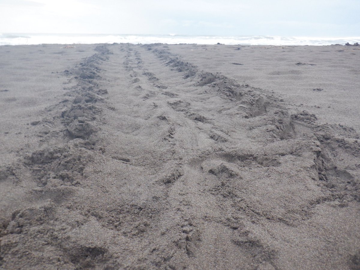 LorraineAnne99's tweet photo. Had an amazing first week in Costa Rica with @conserveturtles for my @MarineVertsMSc  research project fieldwork; carrying out night patrols, tagging green turtles, morning track surveys  &amp; excavating hawksbill nests
(All fieldwork completed with relevant permits and training) https://t.co/kYM20auceA
