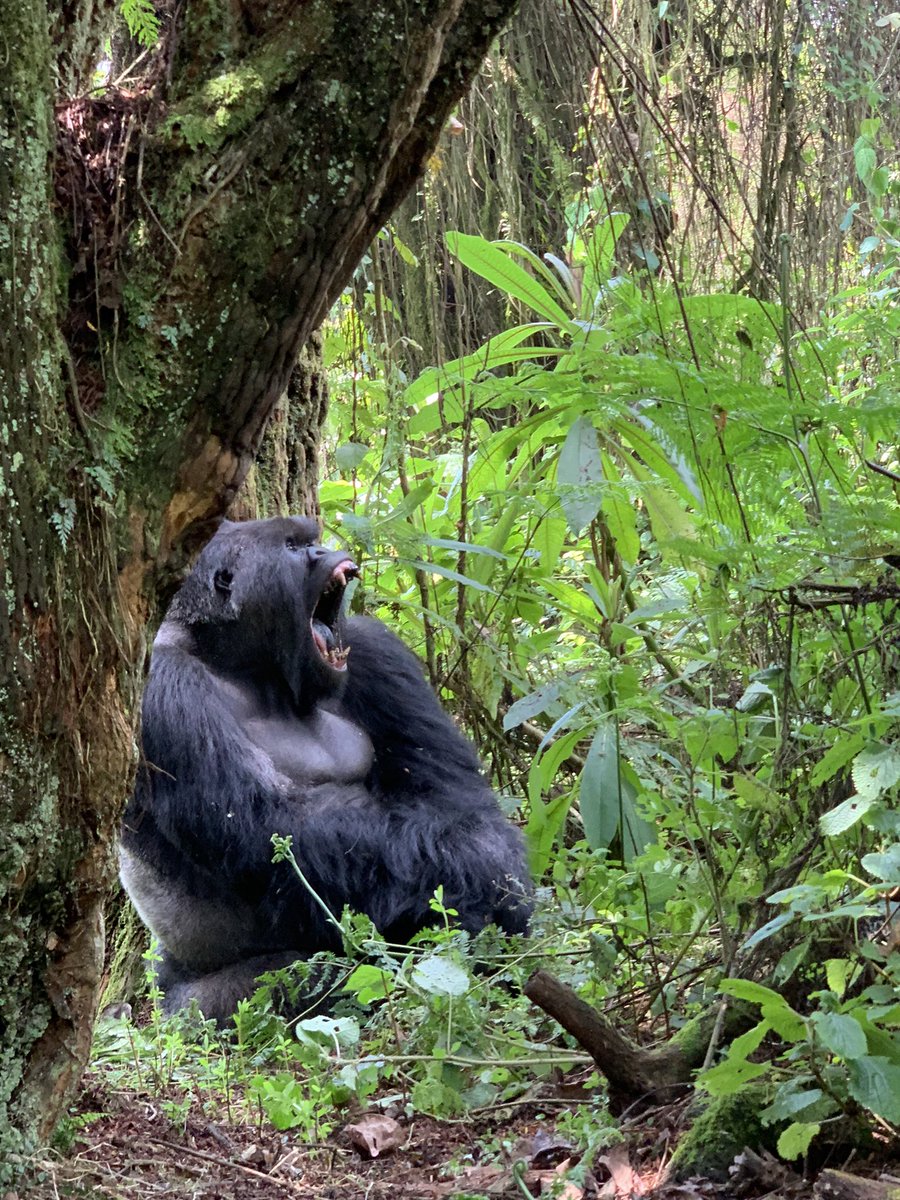 akaBarni's tweet photo. Day 2 of gorilla trekking in #VolcanoesNationalPark! Came across this big ‘ole silverback.
#1 yawning
#2 keeping watch of the family
#3 thinking
#OneOffTheBucketList https://t.co/YsdW8UPQa4