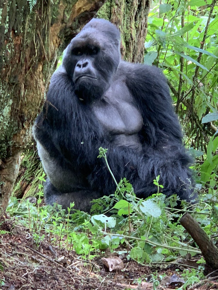 akaBarni's tweet photo. Day 2 of gorilla trekking in #VolcanoesNationalPark! Came across this big ‘ole silverback.
#1 yawning
#2 keeping watch of the family
#3 thinking
#OneOffTheBucketList https://t.co/YsdW8UPQa4