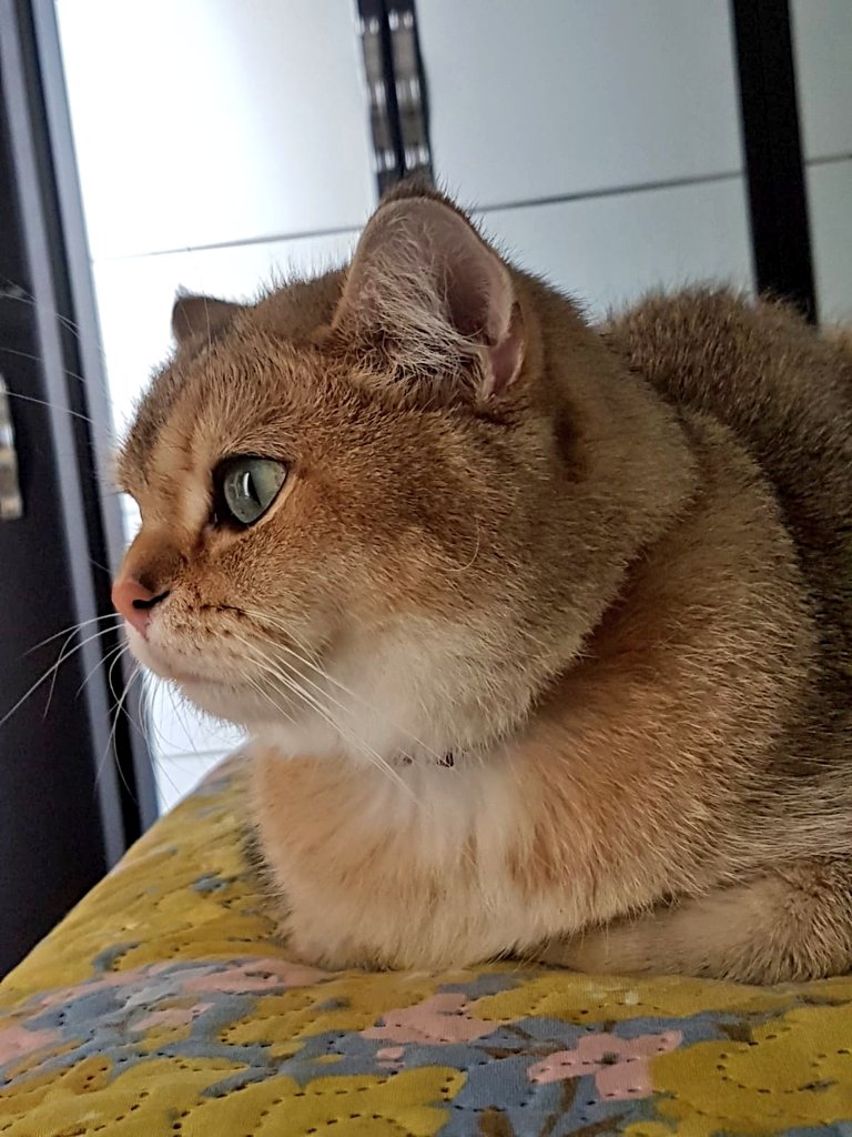 boncukbritish's tweet photo. Nasılım?
How am I?
#catlovers #catsofturkiye #CatsCountdown #catsoftwitter #animals #cats https://t.co/HR9FQaPX0L