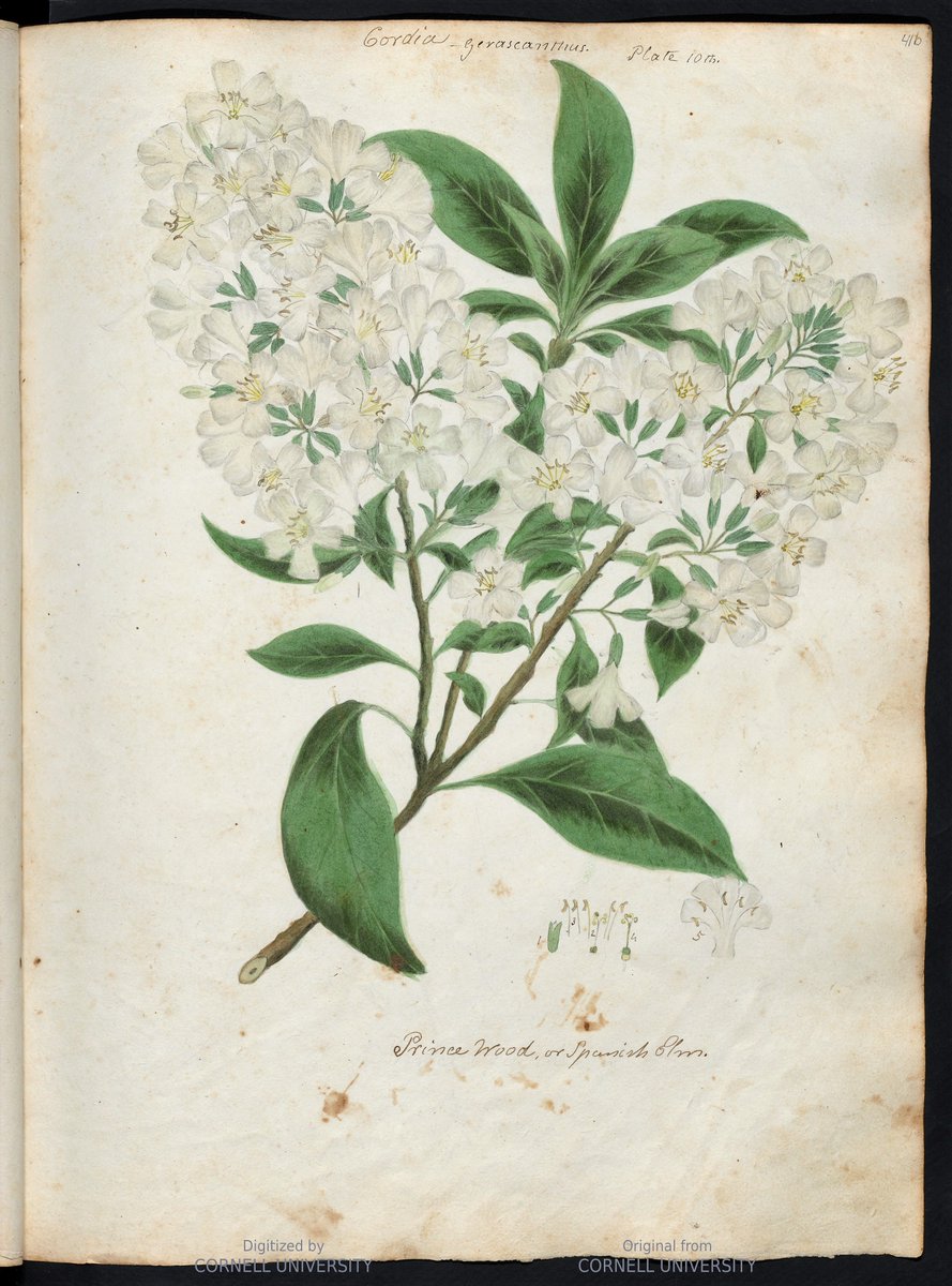 Nancy Anne Kingsbury Wollstonecraft (1791-1828).
Botánica y artista. No conocemos su rostro y se está redescubriendo su obra. Autora de un tratado ilustrado sobre la flora cubana que estuvo desaparecido durante dos siglos. Una vida apasionante.
Te cuento quién fue en este #Hilo