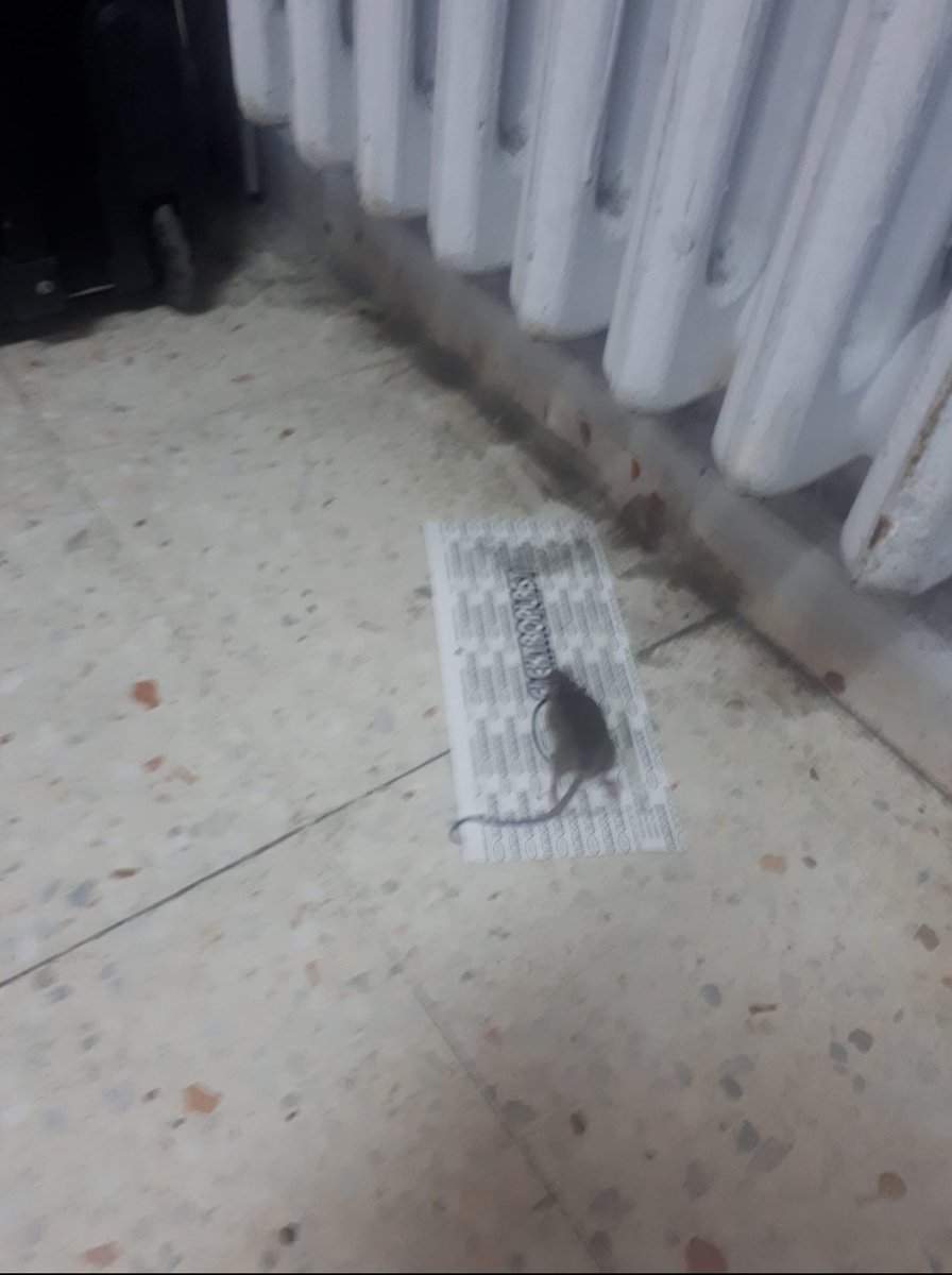 Bu fotoğraflara iyi bakın. Ülkenin geleceği olan İTÜnün gençlerine reva görülen konaklama yurtları bu halde. Artık 3+1, ama kişi sayısı olarak😉 #İTÜdeyurtsorunu