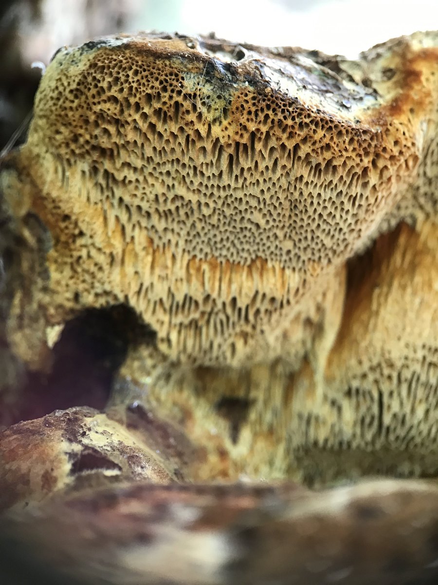 treeruss's tweet photo. Cliff like structures of pore tubes on Shaggy Polypore bracket fungus spilling yellow spores by the millions.
#ShaggyPolypore #Inonotushispidus #Inonotus #Polypores
#TreeFungi #BracketFungi #LondonFungi
#MagicalMushrooms https://t.co/FTD6Sf38qB