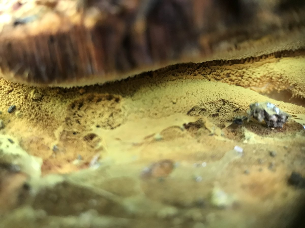 treeruss's tweet photo. Cliff like structures of pore tubes on Shaggy Polypore bracket fungus spilling yellow spores by the millions.
#ShaggyPolypore #Inonotushispidus #Inonotus #Polypores
#TreeFungi #BracketFungi #LondonFungi
#MagicalMushrooms https://t.co/FTD6Sf38qB