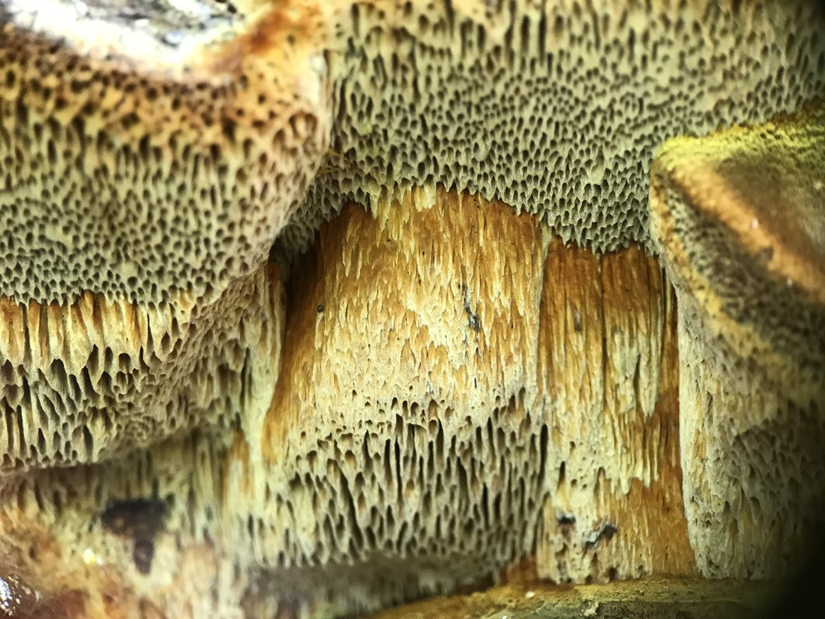 treeruss's tweet photo. Cliff like structures of pore tubes on Shaggy Polypore bracket fungus spilling yellow spores by the millions.
#ShaggyPolypore #Inonotushispidus #Inonotus #Polypores
#TreeFungi #BracketFungi #LondonFungi
#MagicalMushrooms https://t.co/FTD6Sf38qB