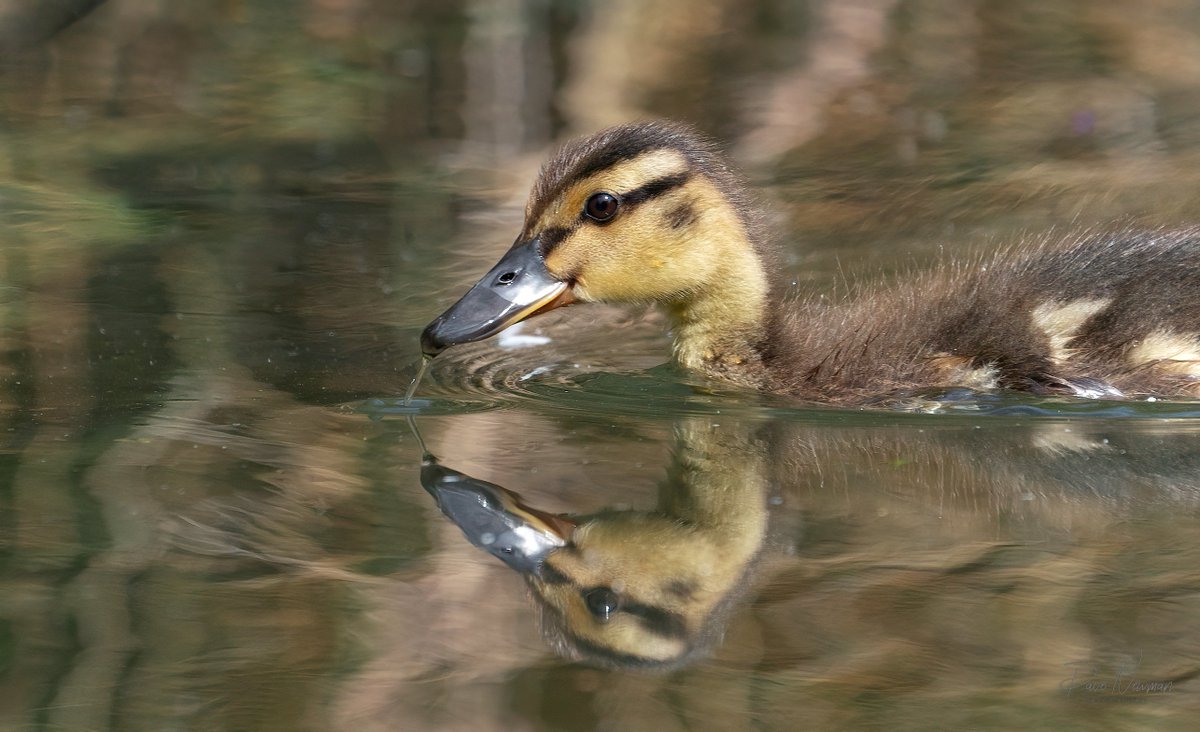 DaveSpherical's tweet photo. Cute little baby duckling from my local @Cogglesford this morning, happily slurping away.
#TwitterNatureCommunity #duck #baby #localriver #river #lincolnshire #sleaford #sonyalpha #relfection #sunshine #birds #TwitterNaturePhotography #photography https://t.co/qXzTyTjDDD