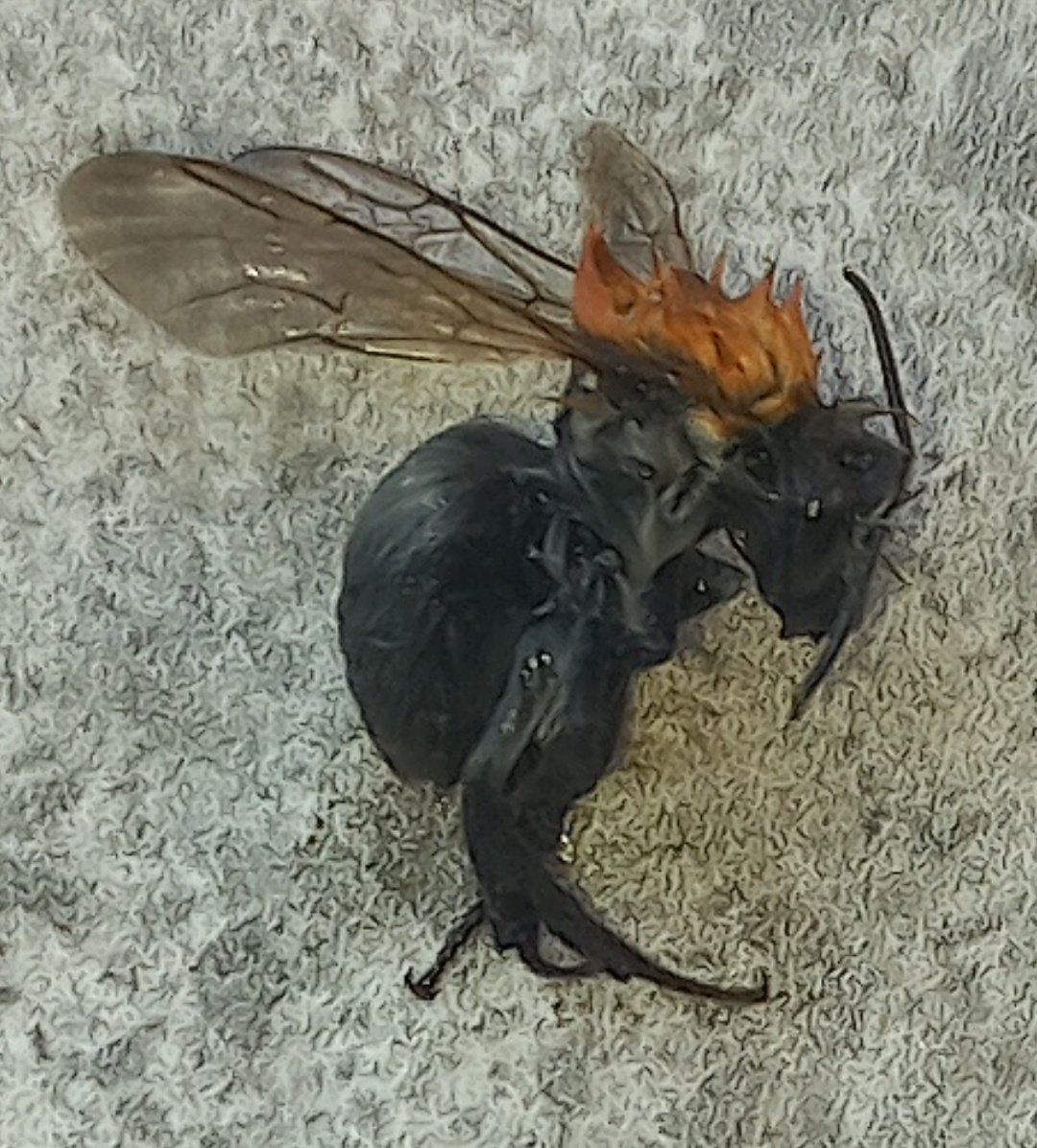 Anthonyvds's tweet photo. Deze in de tuin gevonden... welke wesp/bij/insect is dit? #dtv #natuurpunt #insecten @lievenscheire @MijnNatuurpunt @wespenvriend @Insectenexp https://t.co/xNS10OisiI