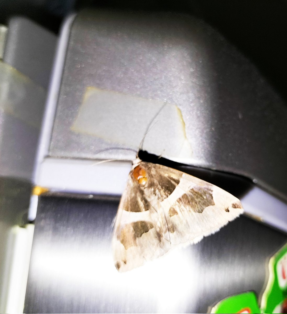 MProfking's tweet image. İstanbul'da üç ilçede görülen #vampirkelebek bizim mutfağımızda gösterdi kendini...
#gundem #sondakika