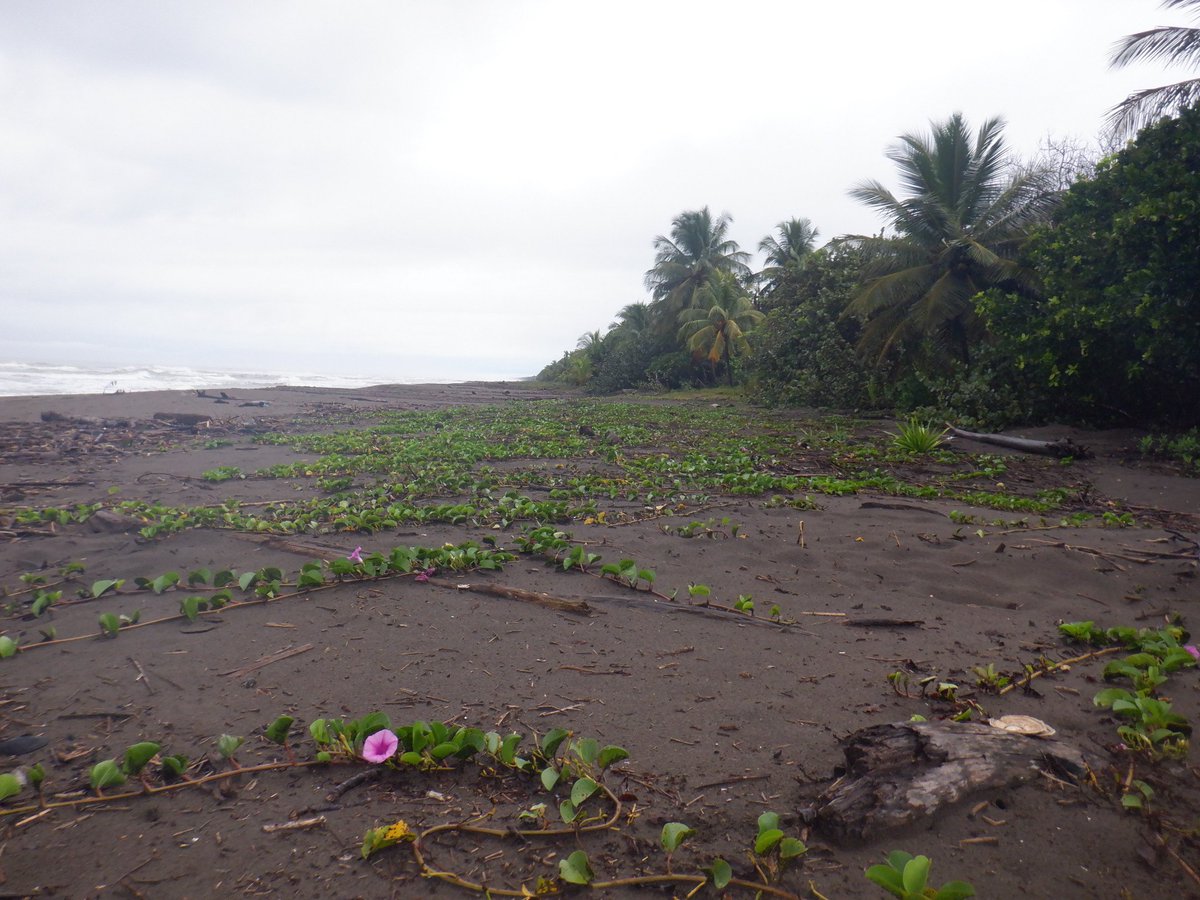 LorraineAnne99's tweet photo. Had an amazing first week in Costa Rica with @conserveturtles for my @MarineVertsMSc  research project fieldwork; carrying out night patrols, tagging green turtles, morning track surveys  &amp; excavating hawksbill nests
(All fieldwork completed with relevant permits and training) https://t.co/kYM20auceA