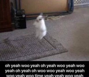 bedbathreborn's tweet photo. thank you for all the birthday wishes + funny animals everyone...love you guys!! https://t.co/avh4om2GXG