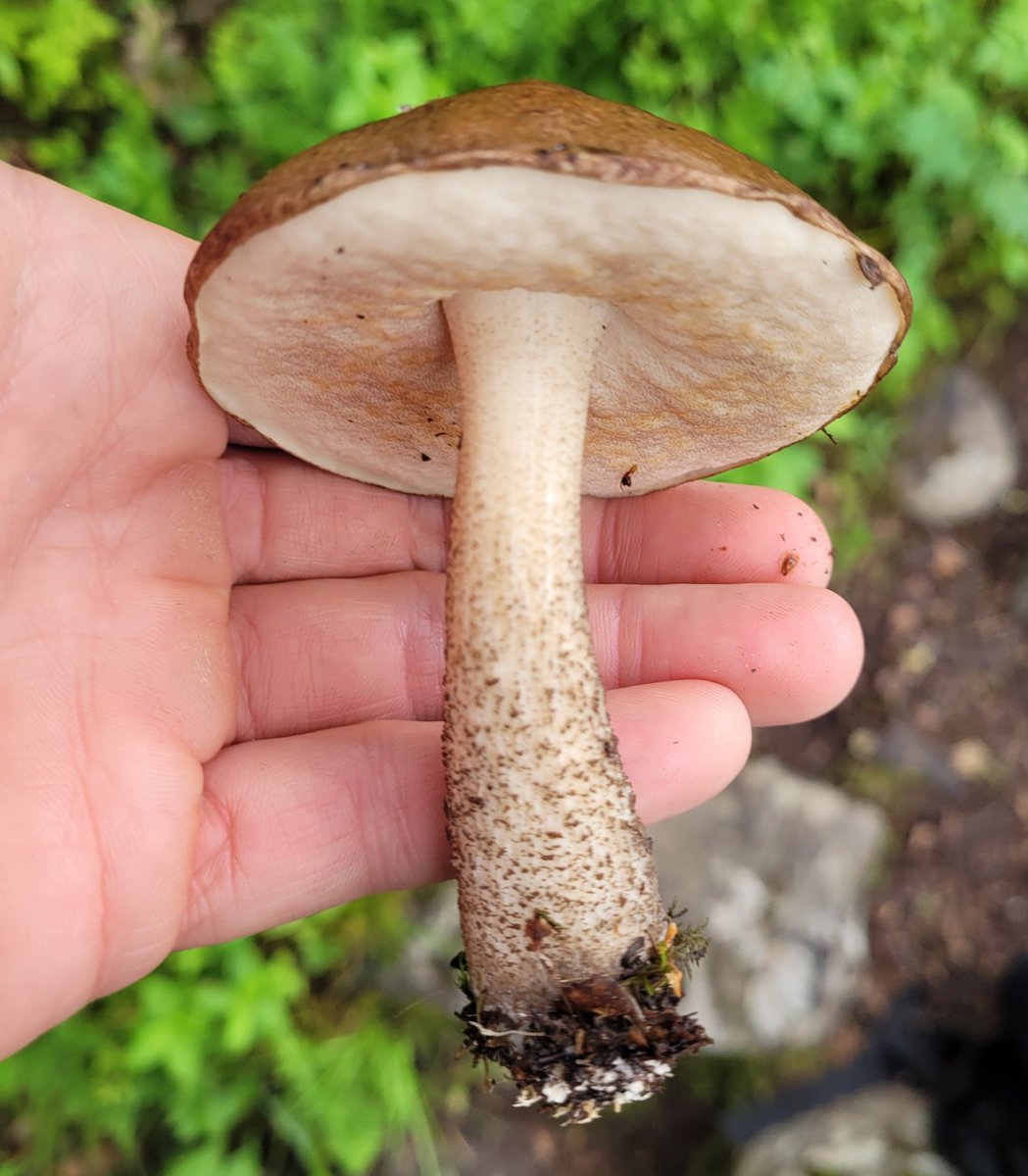 I ate this Leccinum mushroom I found while hiking in Norway. Delicious with noodles and sesame oil
#mushroom #mushroomtwitter #fungi #mushroomrecipe #foraging #eatmushrooms #mushroompicture