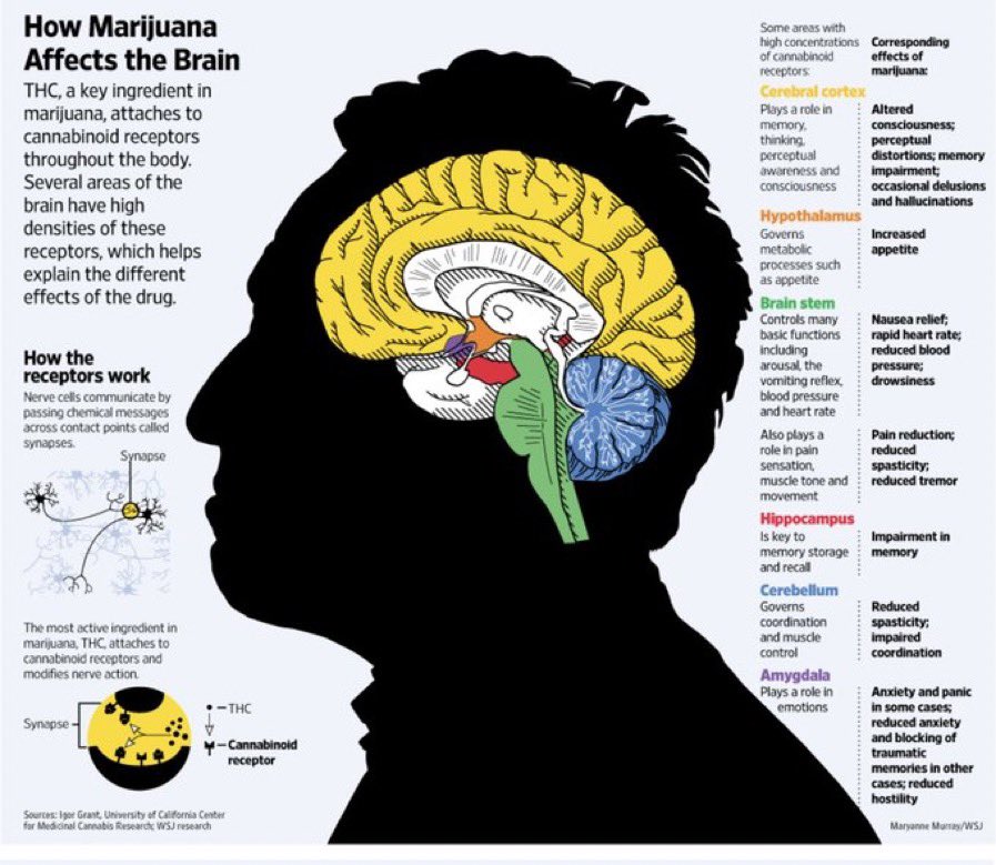 курение марихуаны мозг