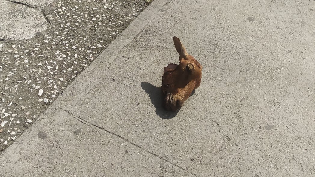 Azpicuba's tweet image. -Mi bro como andan los carneros de la dictadura 

-Si cabeza mi hermano 

-Me imagino 🥺

-No, no te lo imaginas 

#brujería?