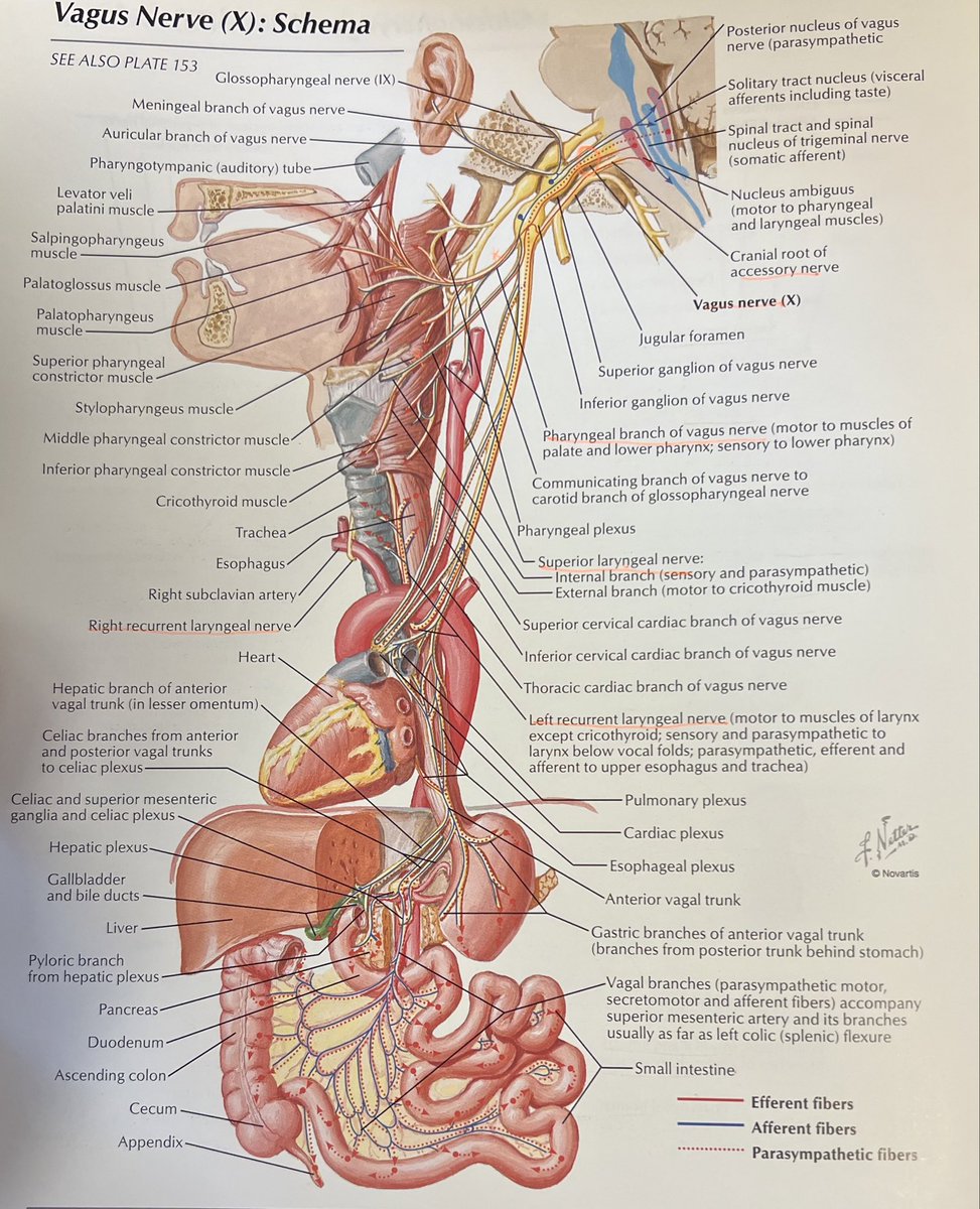 The Vagus Nerve is a true workhorse and does a ton.