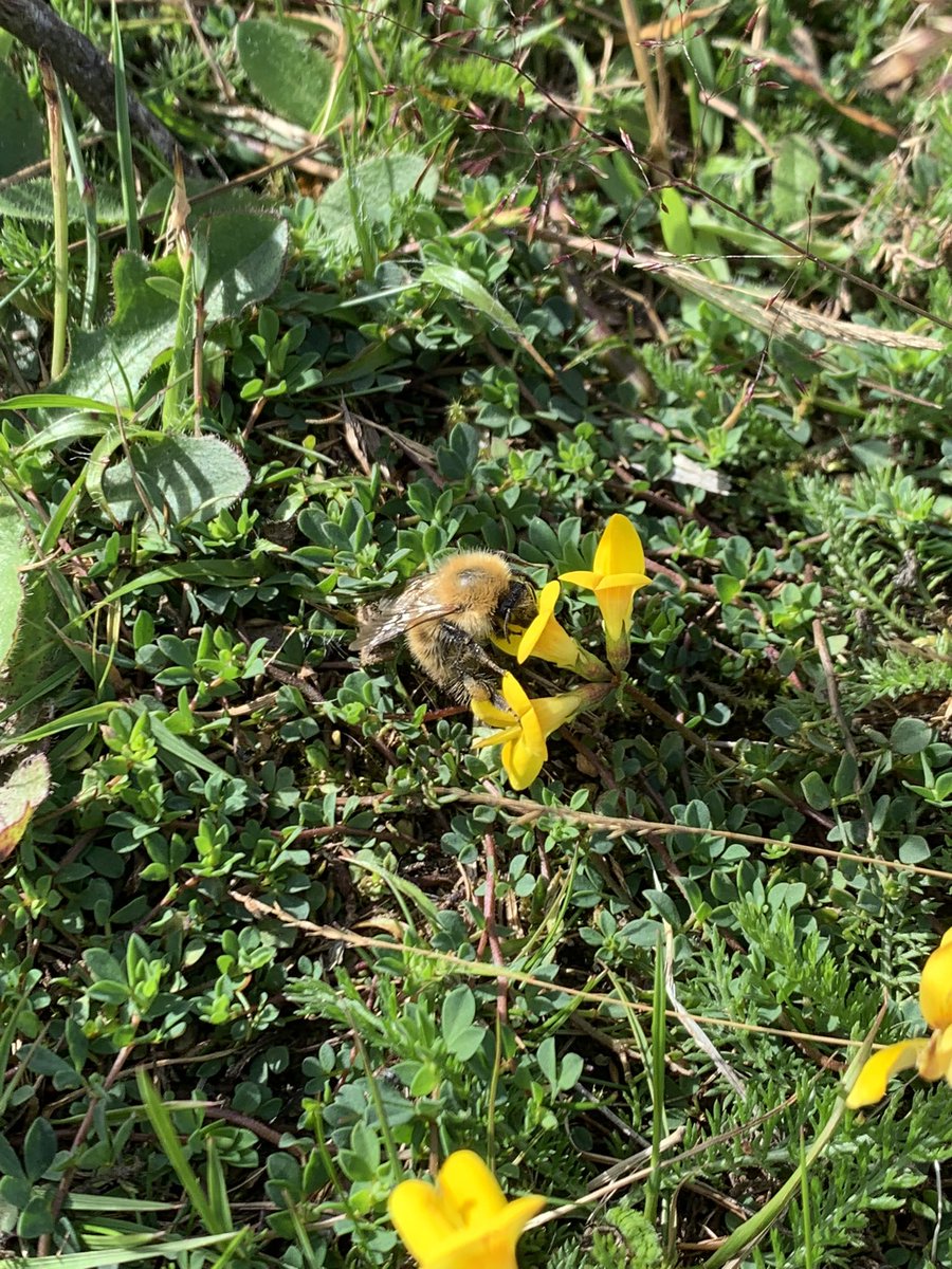Tracytrees's tweet photo. So pretty in Strathrory today. Apparently no lime or fertilisers used and grazed by cattle. There were so many wild flowers, birds, bees, butterflies, dragonflies and frogs! Beautiful and relaxing #wildlife #insects #pretty #quite #beautilful #birds #pollintors #butterfly #bees https://t.co/NcQomVfHlY